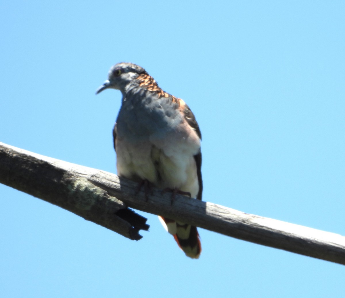 Bar-shouldered Dove - ML646826877