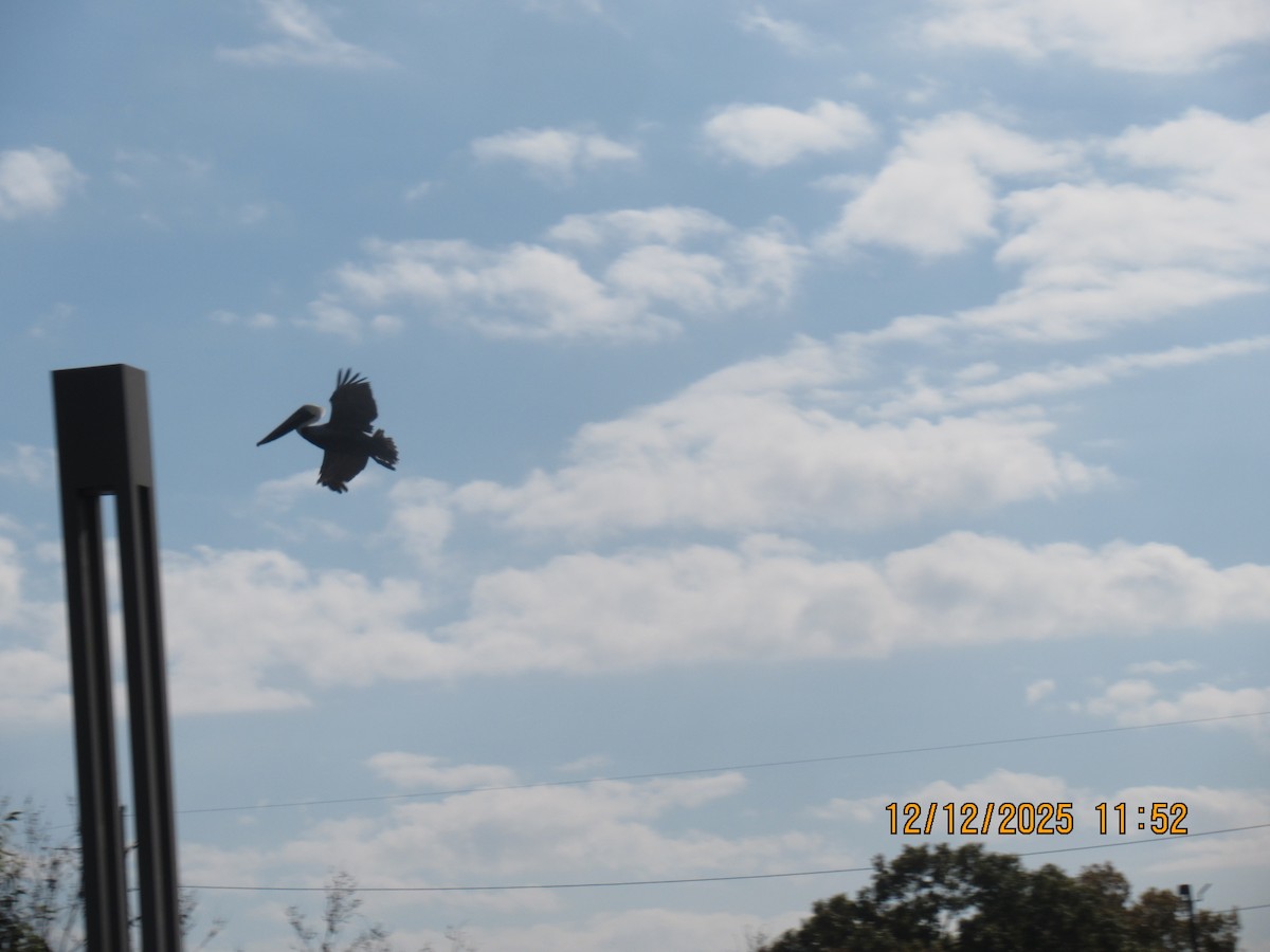 pelikán hnědý - ML646826884