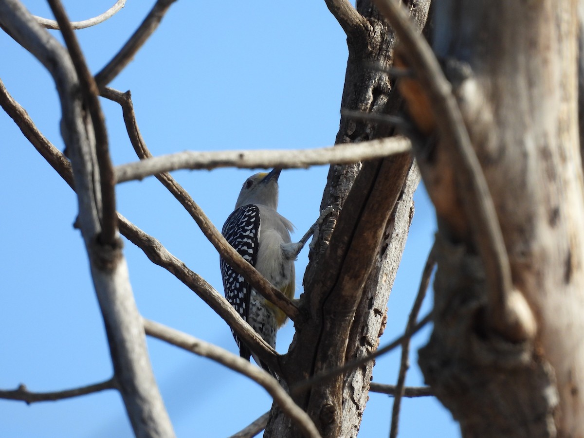 Golden-fronted Woodpecker - ML646826885