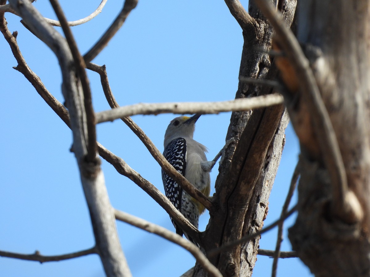 Golden-fronted Woodpecker - ML646826886
