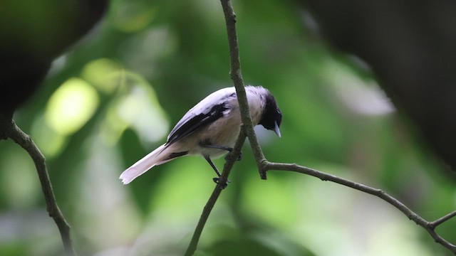 Marquesan Monarch - ML646826888