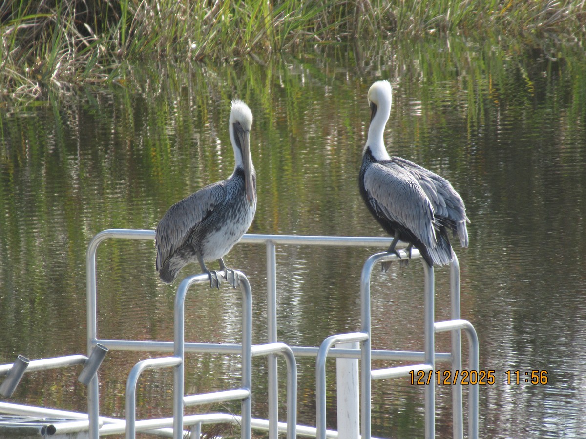 pelikán hnědý - ML646826889