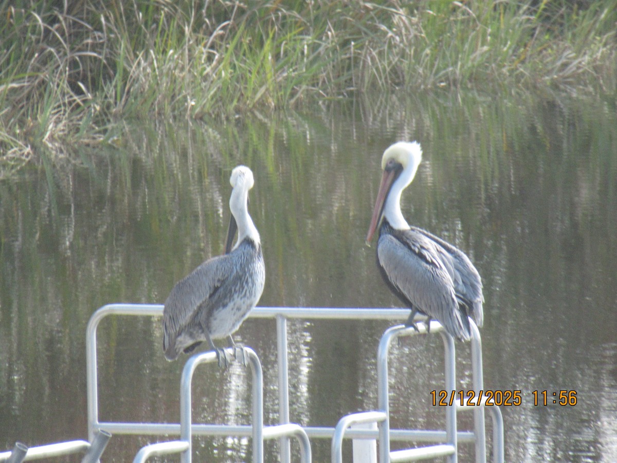 pelikán hnědý - ML646826890