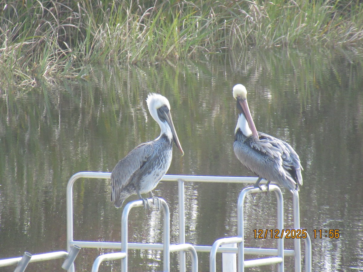 pelikán hnědý - ML646826891