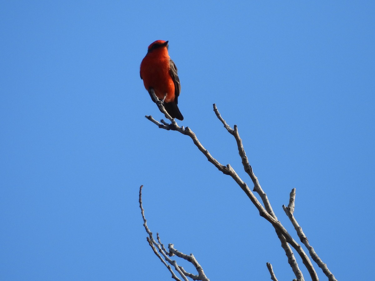 Vermilion Flycatcher - ML646826898