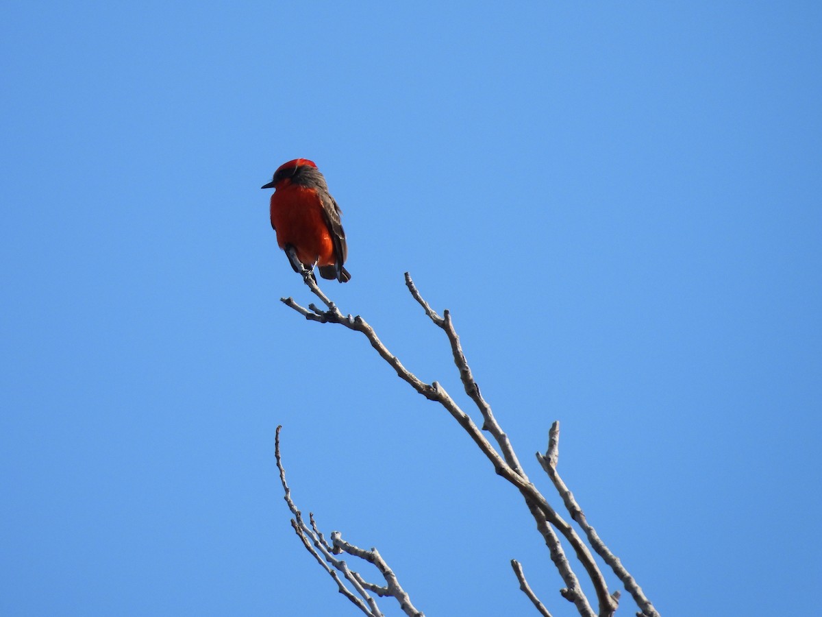 Vermilion Flycatcher - ML646826899