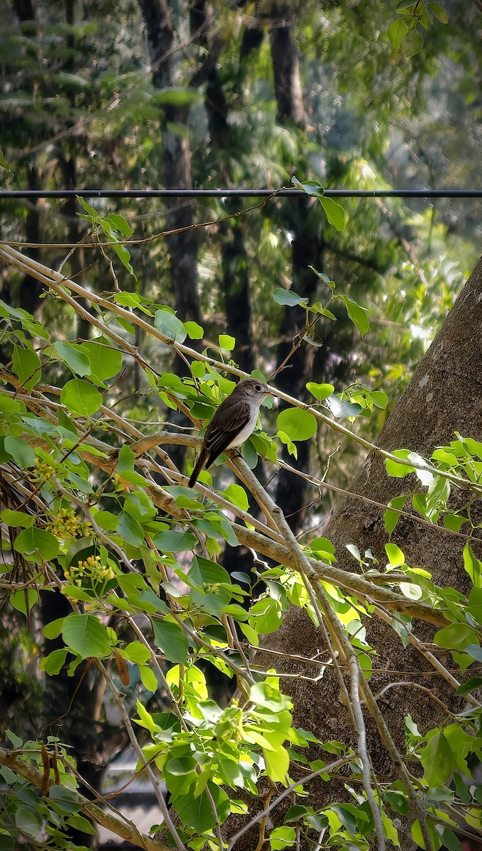 Kahverengi Sinekkapan - ML646826903