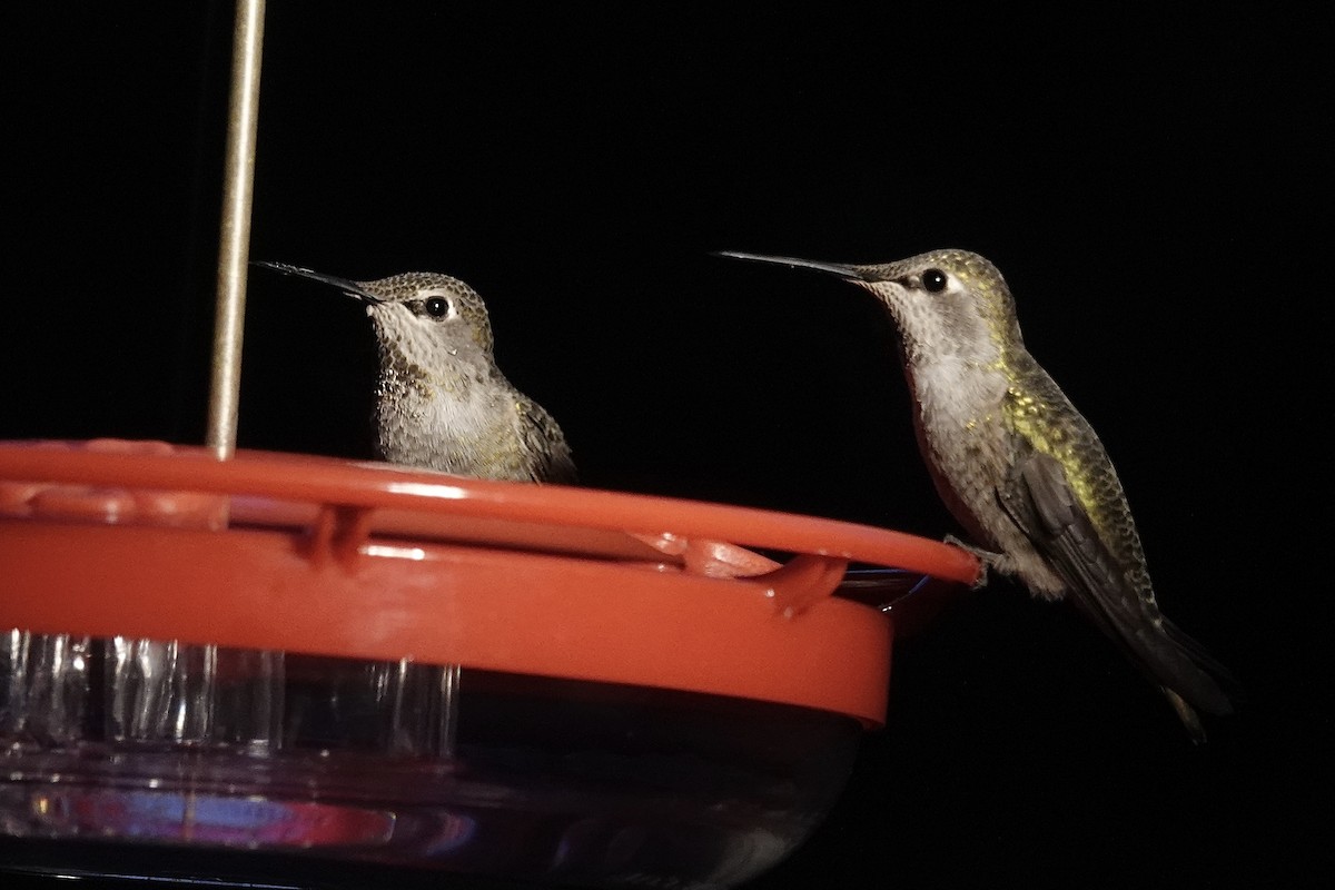 Anna Kolibrisi - ML646826904