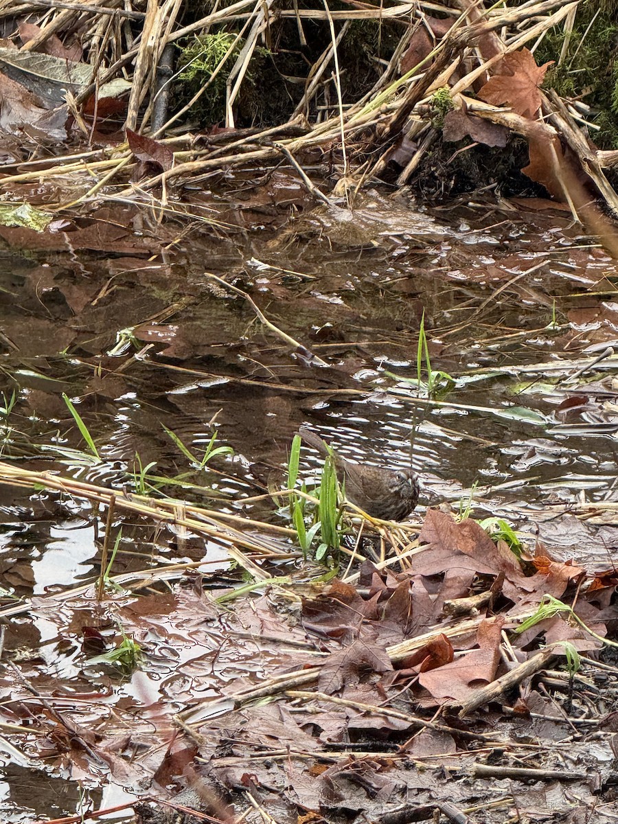 Ötücü Serçe - ML646826905