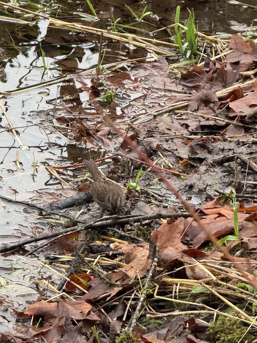 Ötücü Serçe - ML646826906