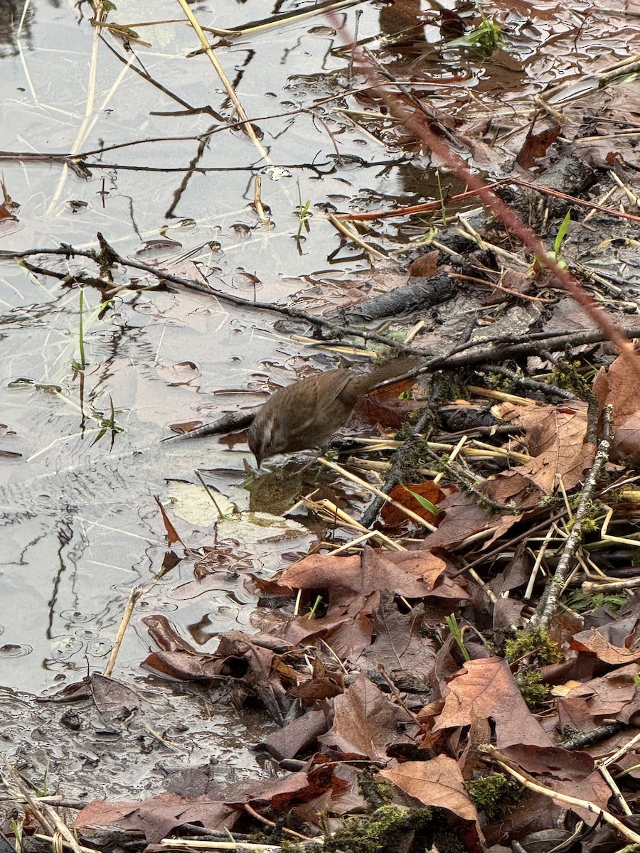 Ötücü Serçe - ML646826907