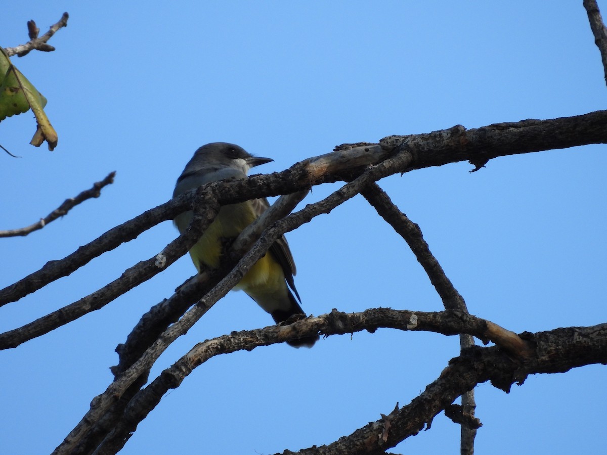 Kayalık Dağları Tiranı - ML646826909