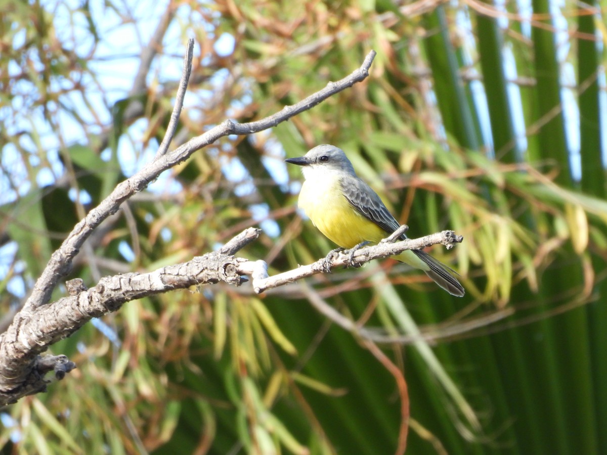 Kayalık Dağları Tiranı - ML646826910