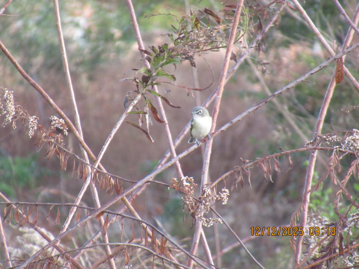 Blue-headed Vireo - ML646826911