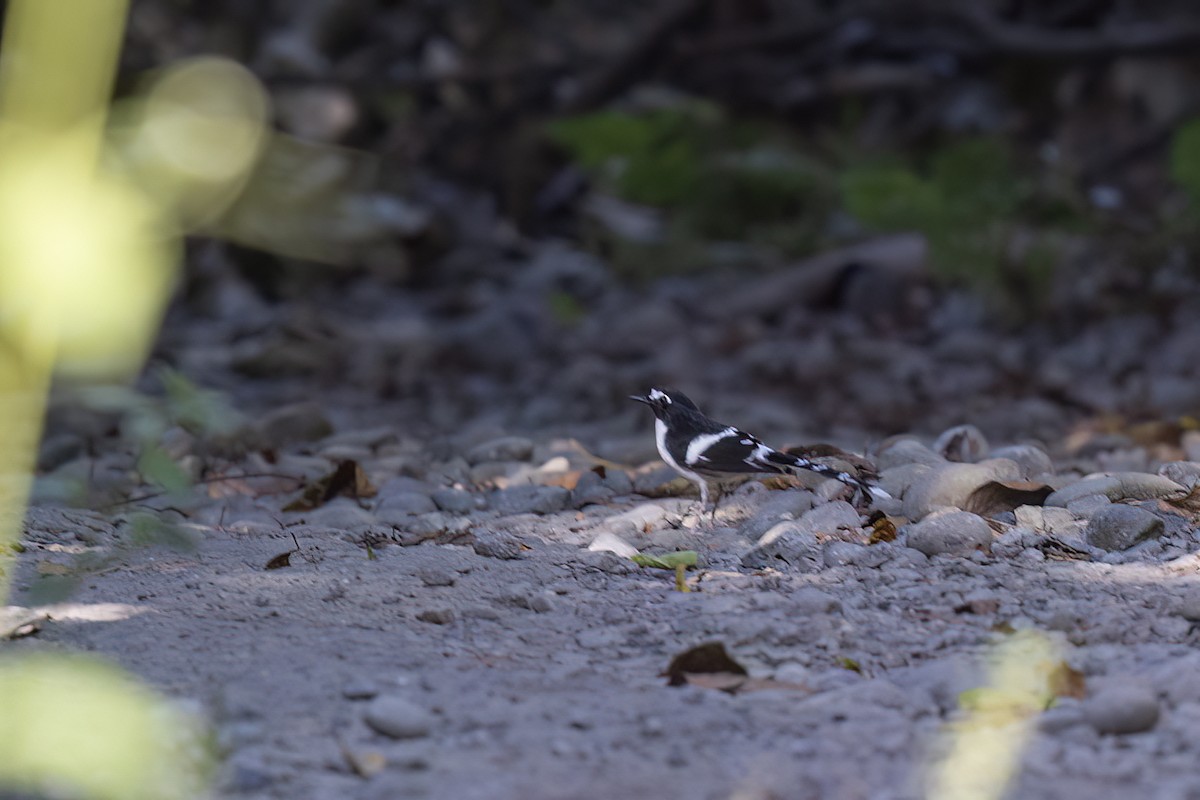 Kara Sırtlı Çatalkuyruk - ML646826912