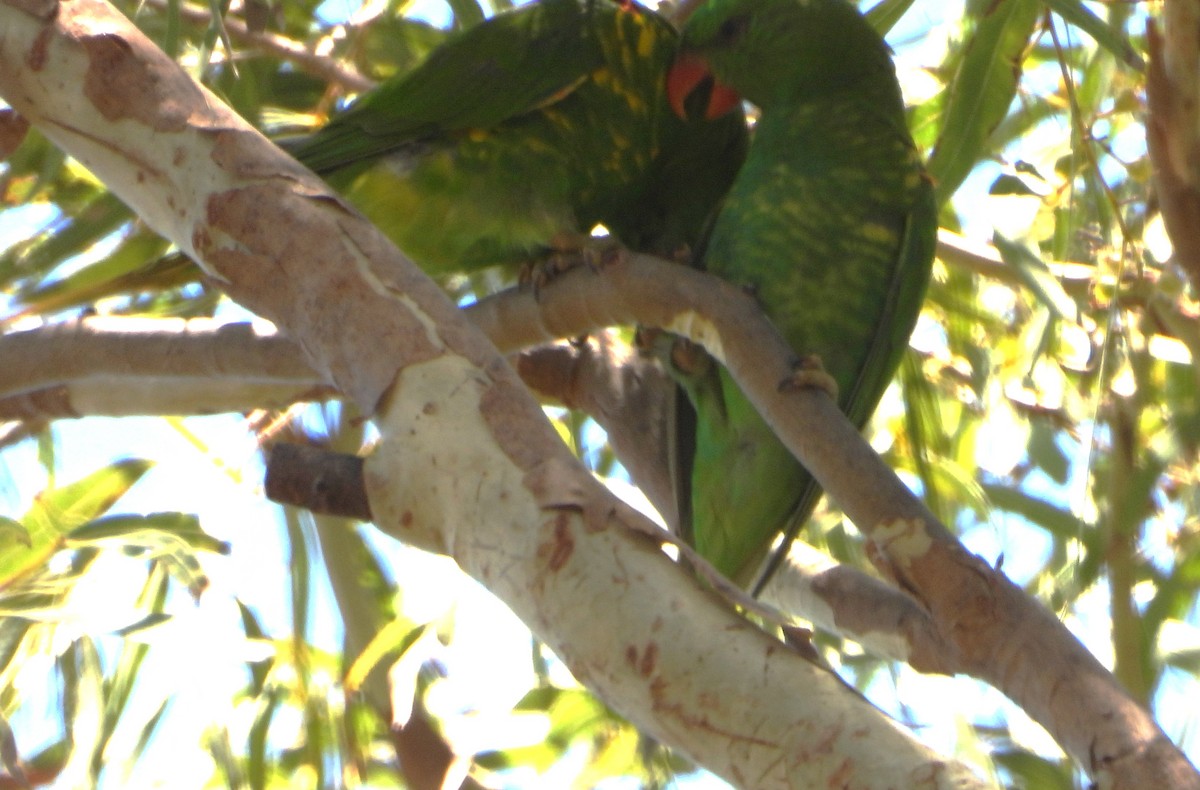 Sarı Şeritli Loriket - ML646826914