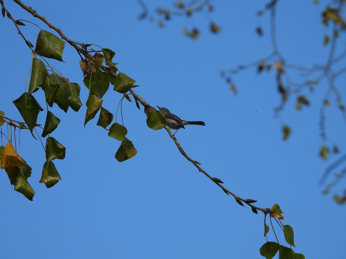 Gökrengi Bitkuşu - ML646826915