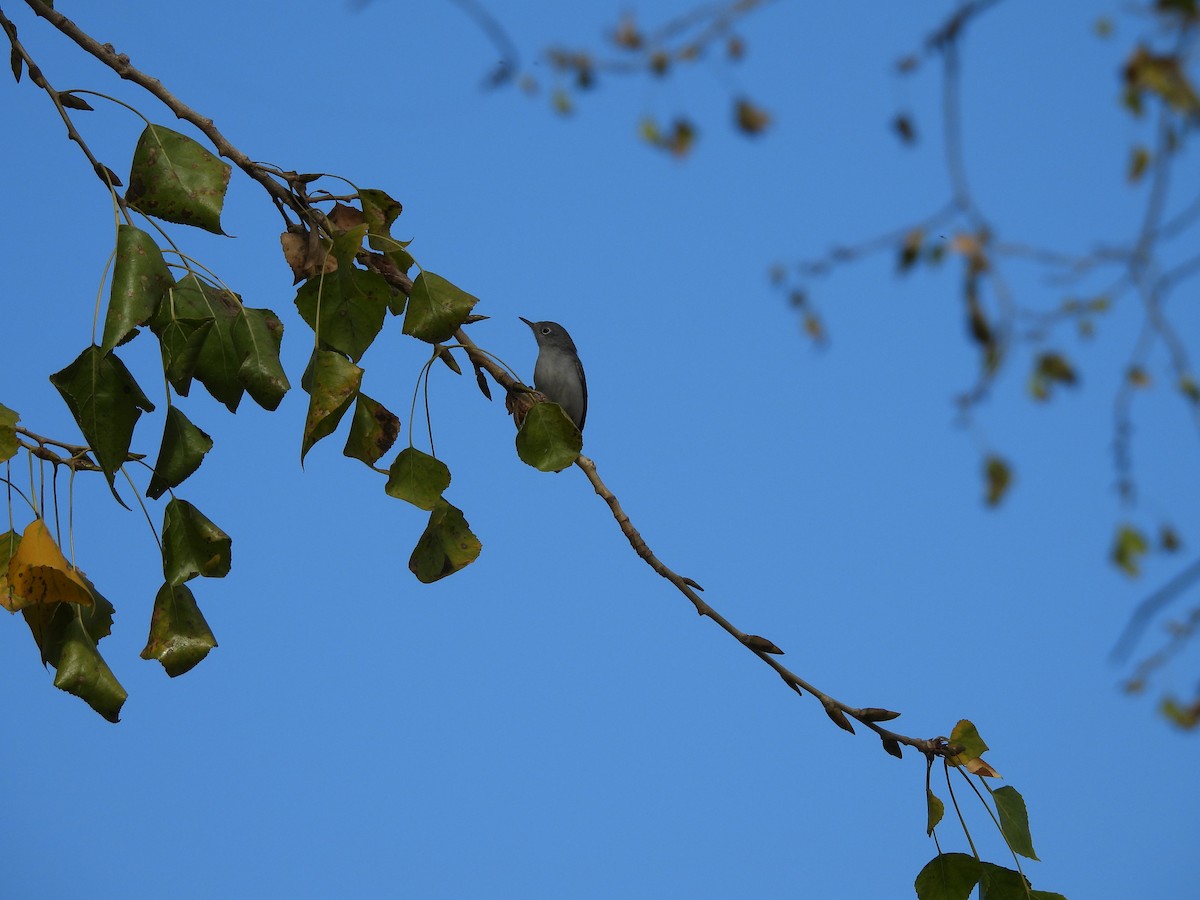 Gökrengi Bitkuşu - ML646826916