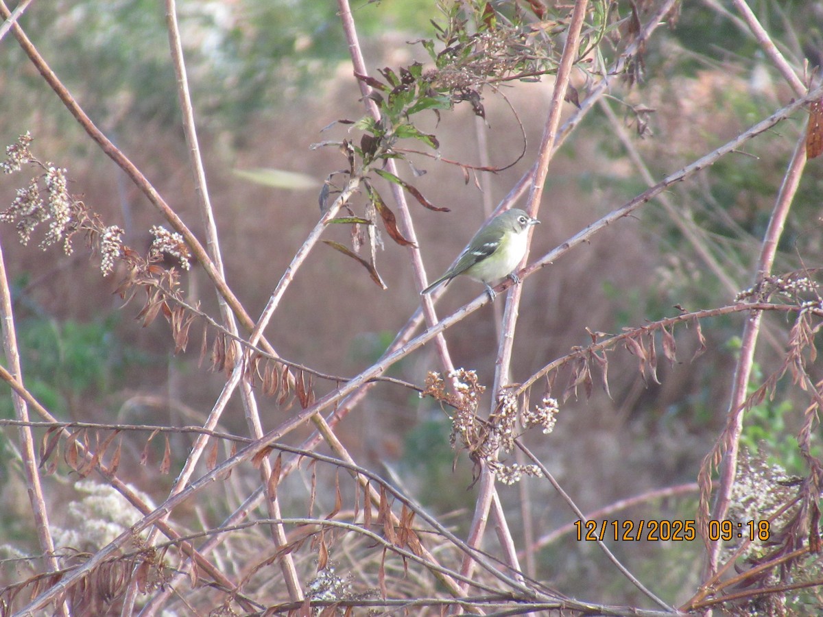Blue-headed Vireo - ML646826918