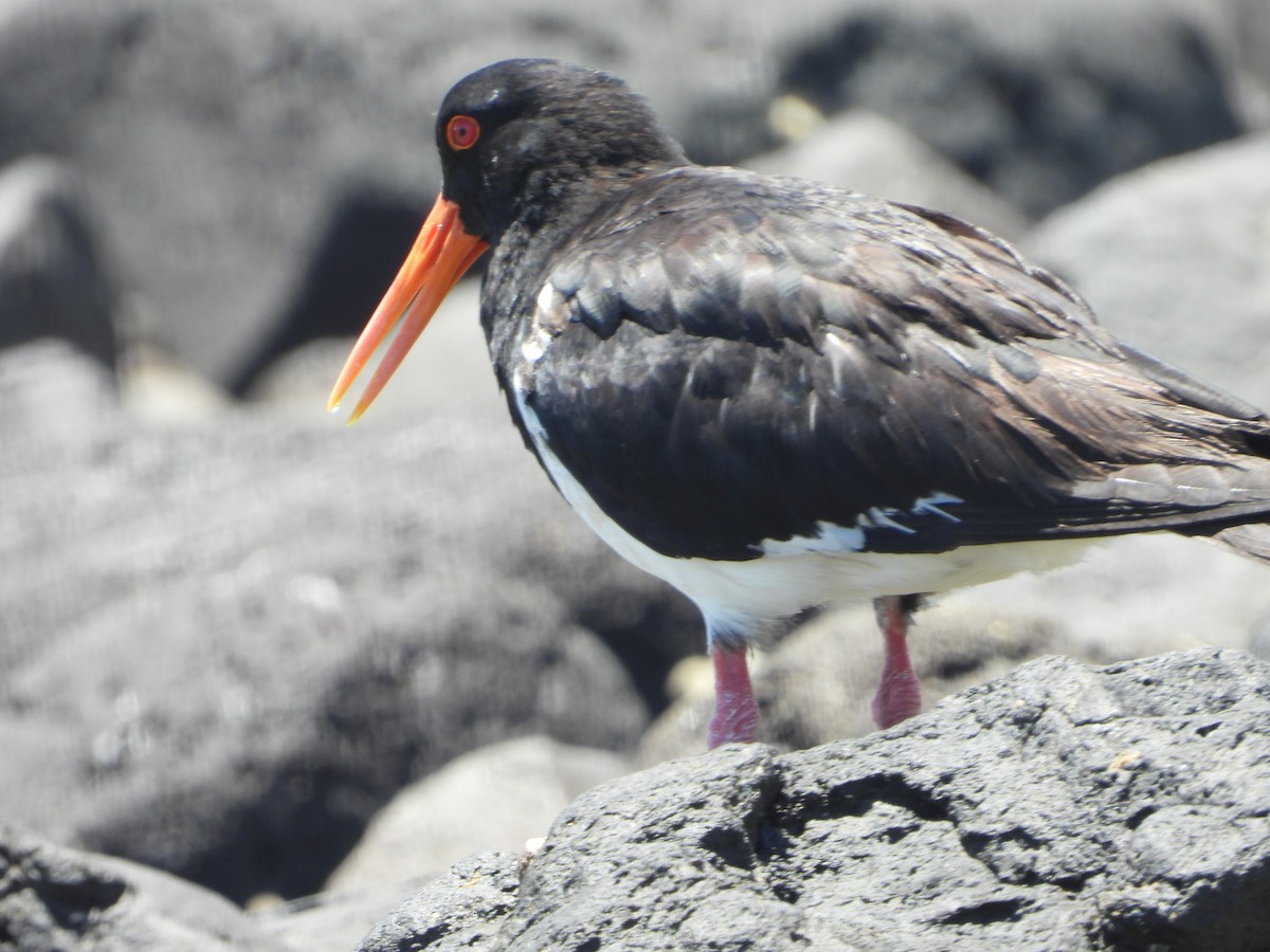 Avustralya Poyrazkuşu - ML646826919