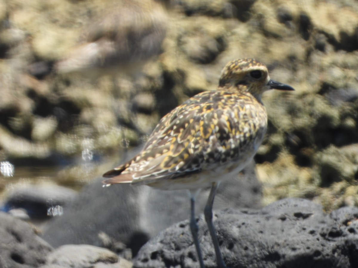 Pacific Golden-Plover - ML646826920