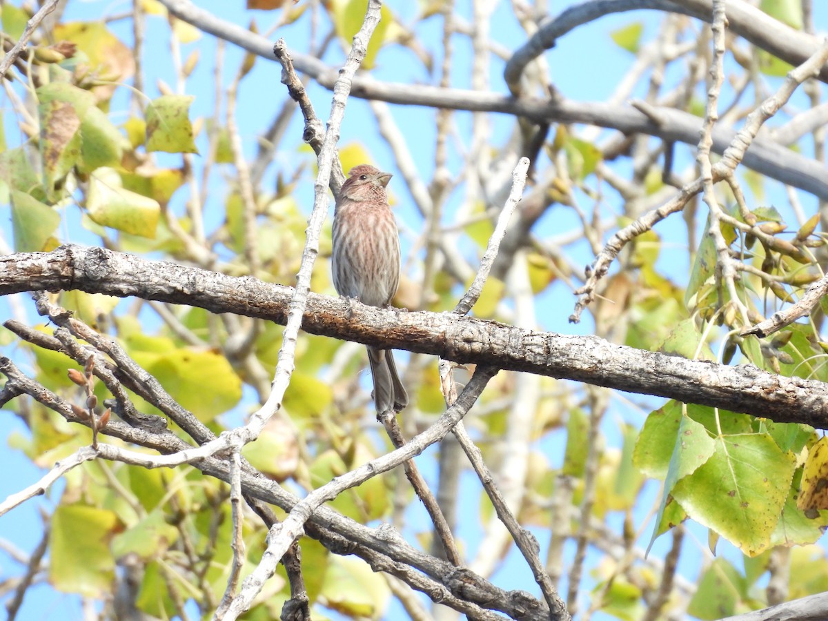 Ev Çütresi - ML646826921