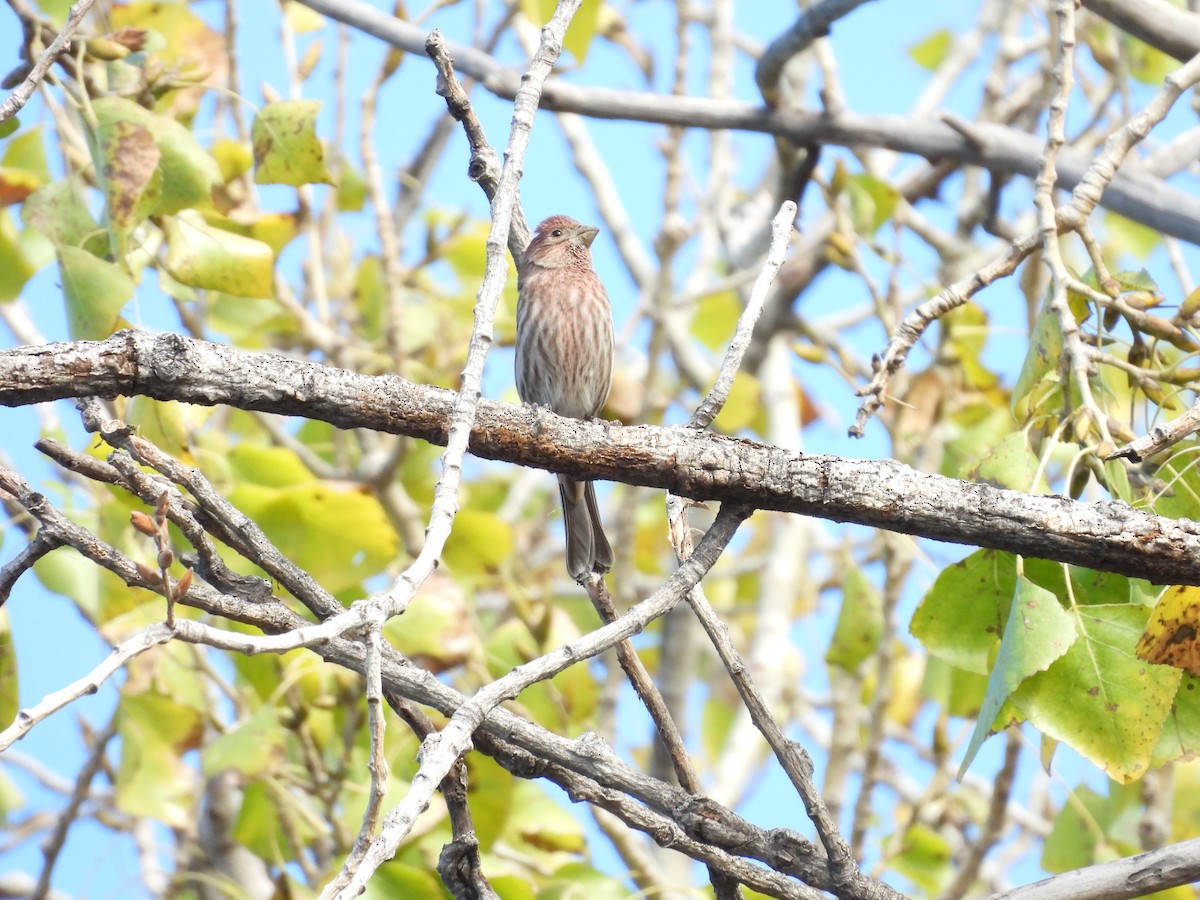 Ev Çütresi - ML646826922