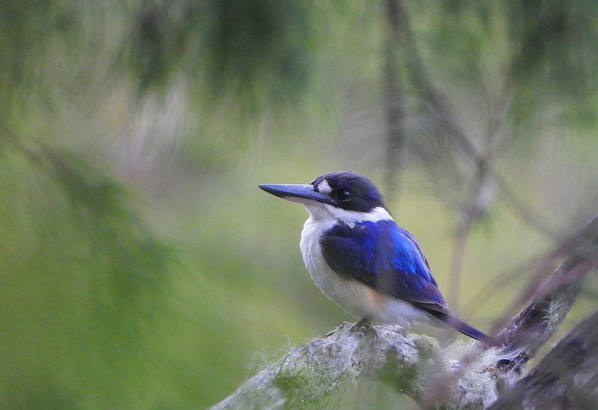 Martin-chasseur forestier - ML646826923