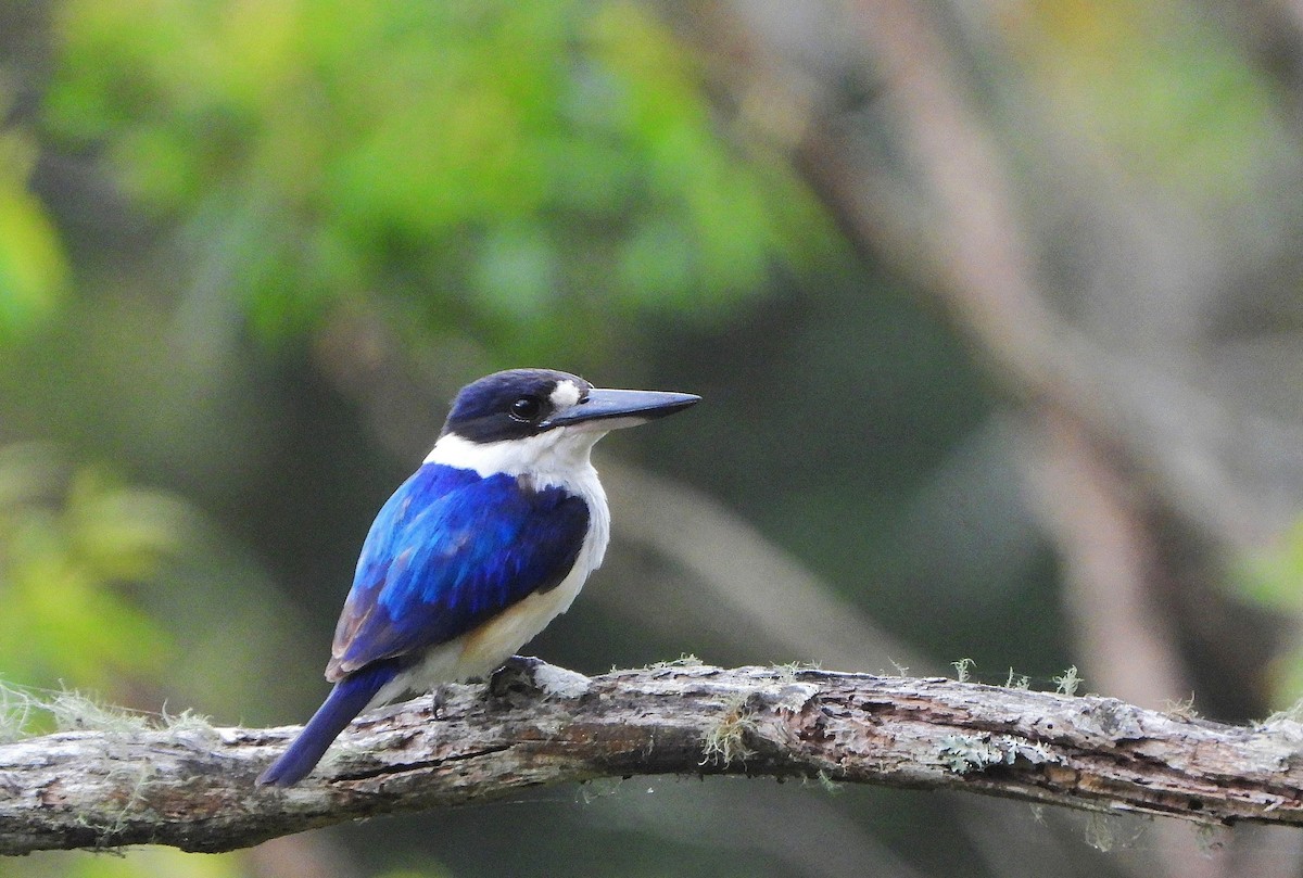 Martin-chasseur forestier - ML646826924