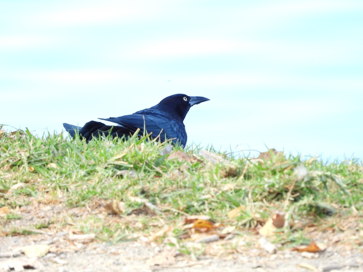 Büyük Kuyruklu Kiskal - ML646826926