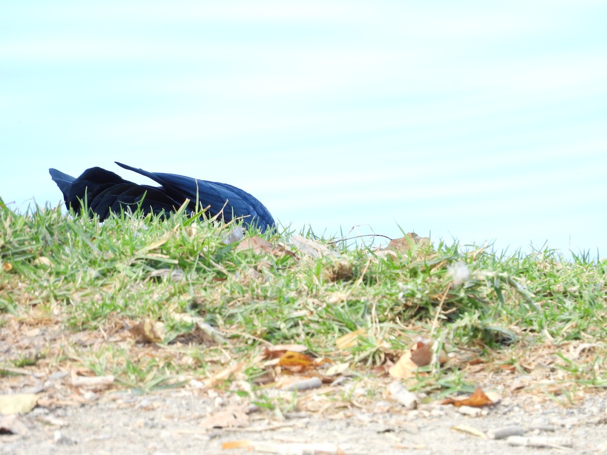 Büyük Kuyruklu Kiskal - ML646826927