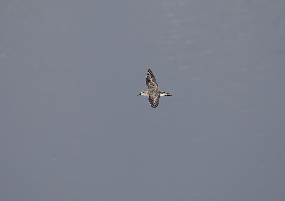 Correlimos de Alaska - ML646826928