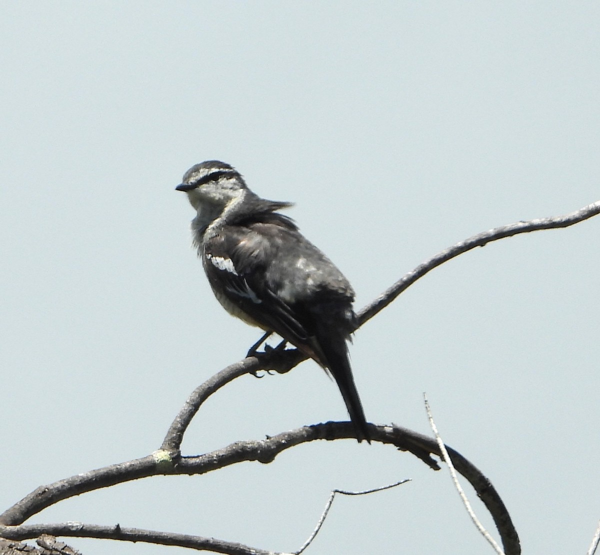 Değişken Renkli Tırtılyiyen - ML646826929