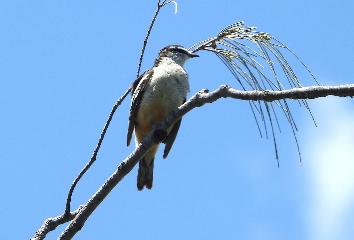 Değişken Renkli Tırtılyiyen - ML646826930