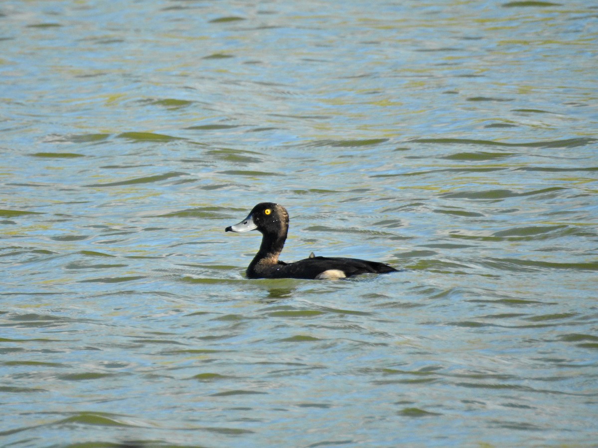 Хохлатая чернеть - ML646826931