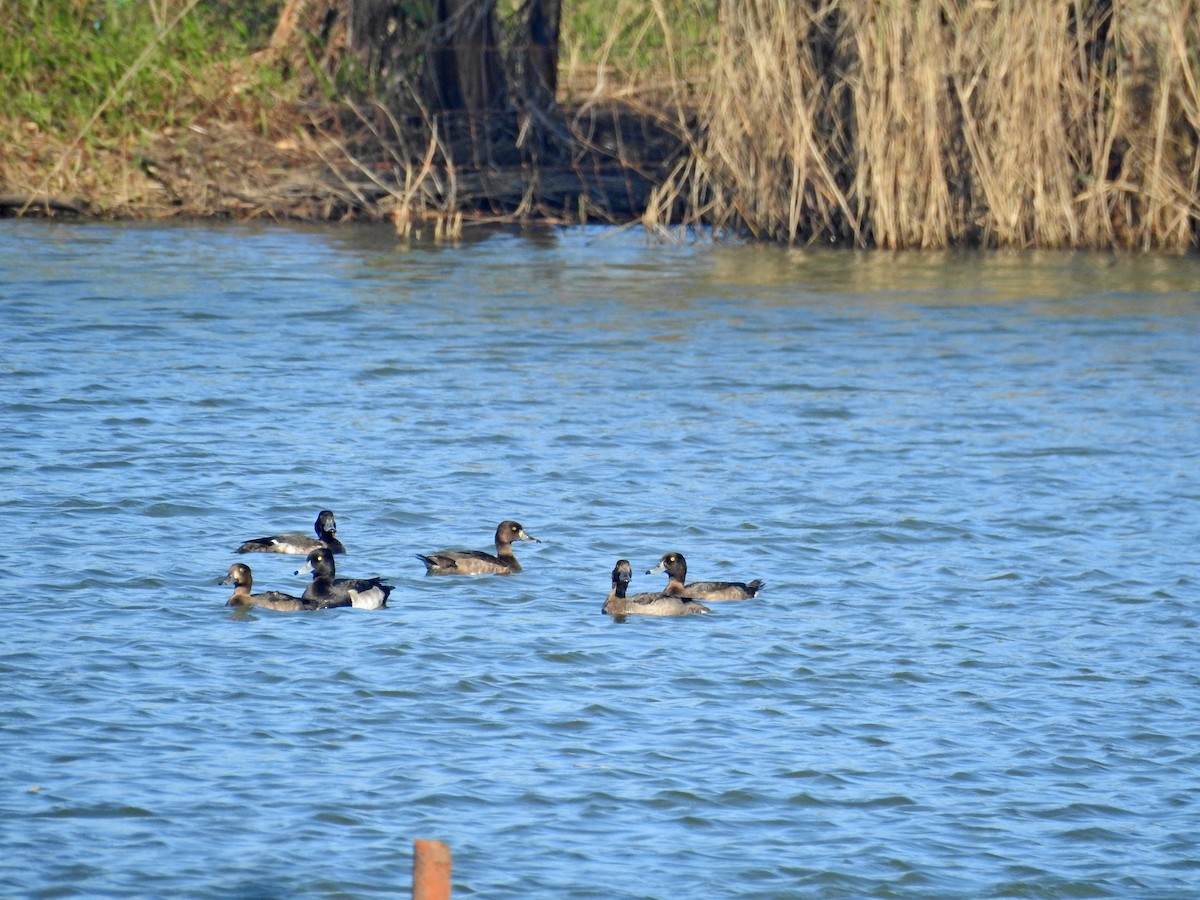 Хохлатая чернеть - ML646826933