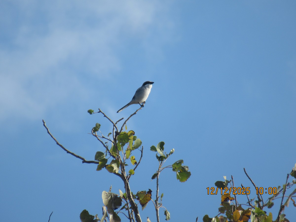 ťuhýk americký - ML646826934