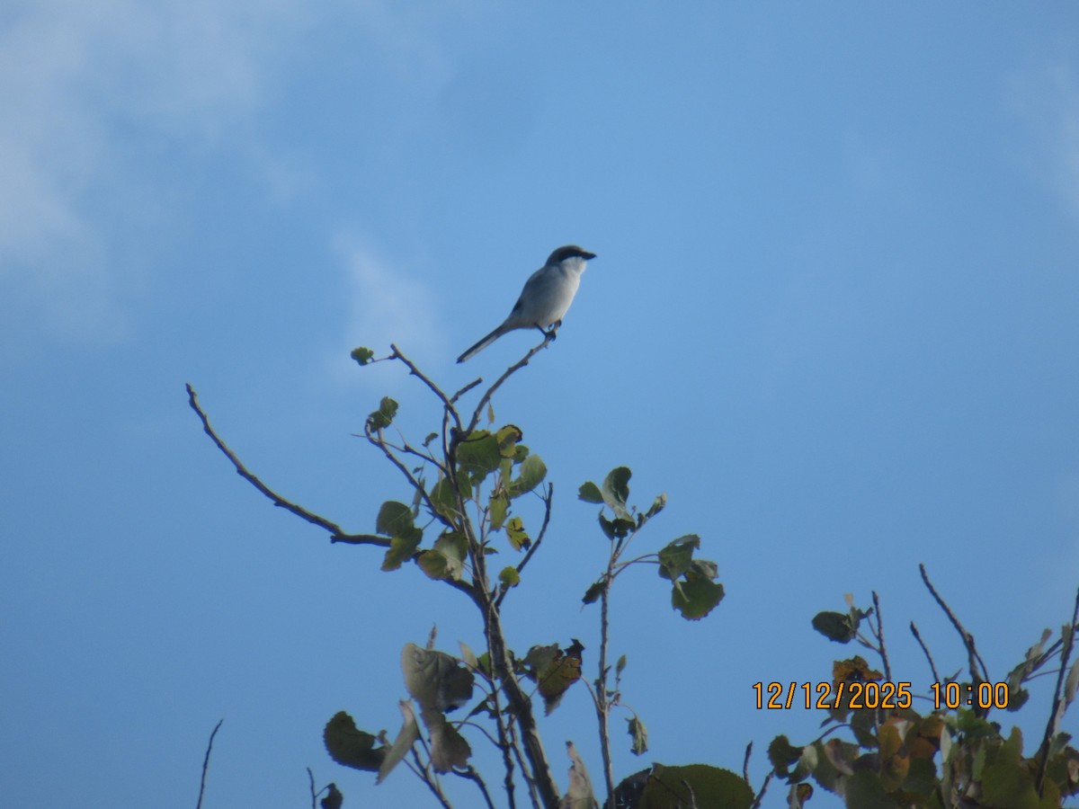 ťuhýk americký - ML646826935