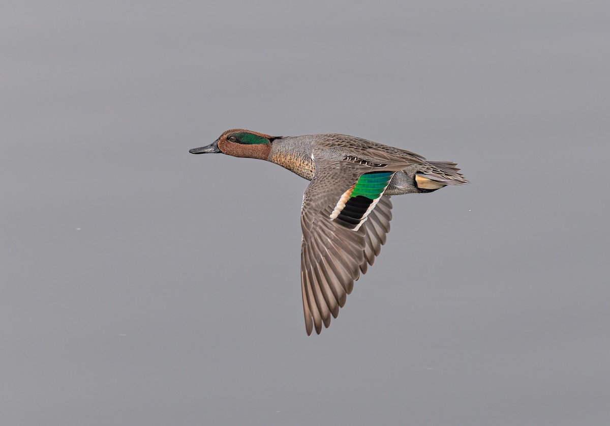 Cerceta Común (Americana) - ML646826936