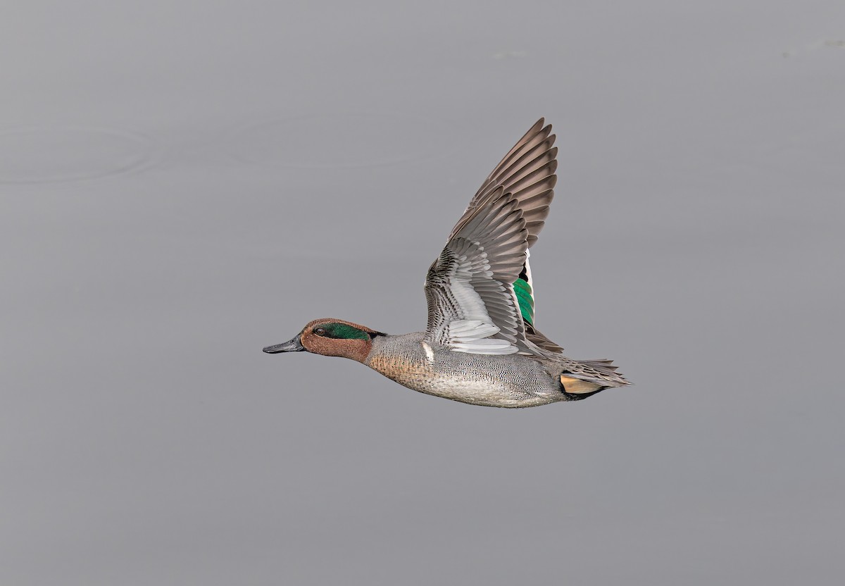 Cerceta Común (Americana) - ML646826937