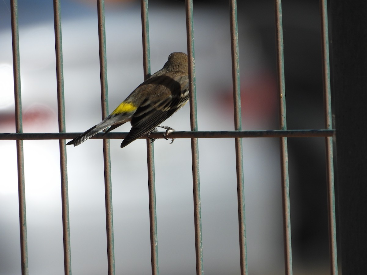 Paruline à croupion jaune - ML646826940