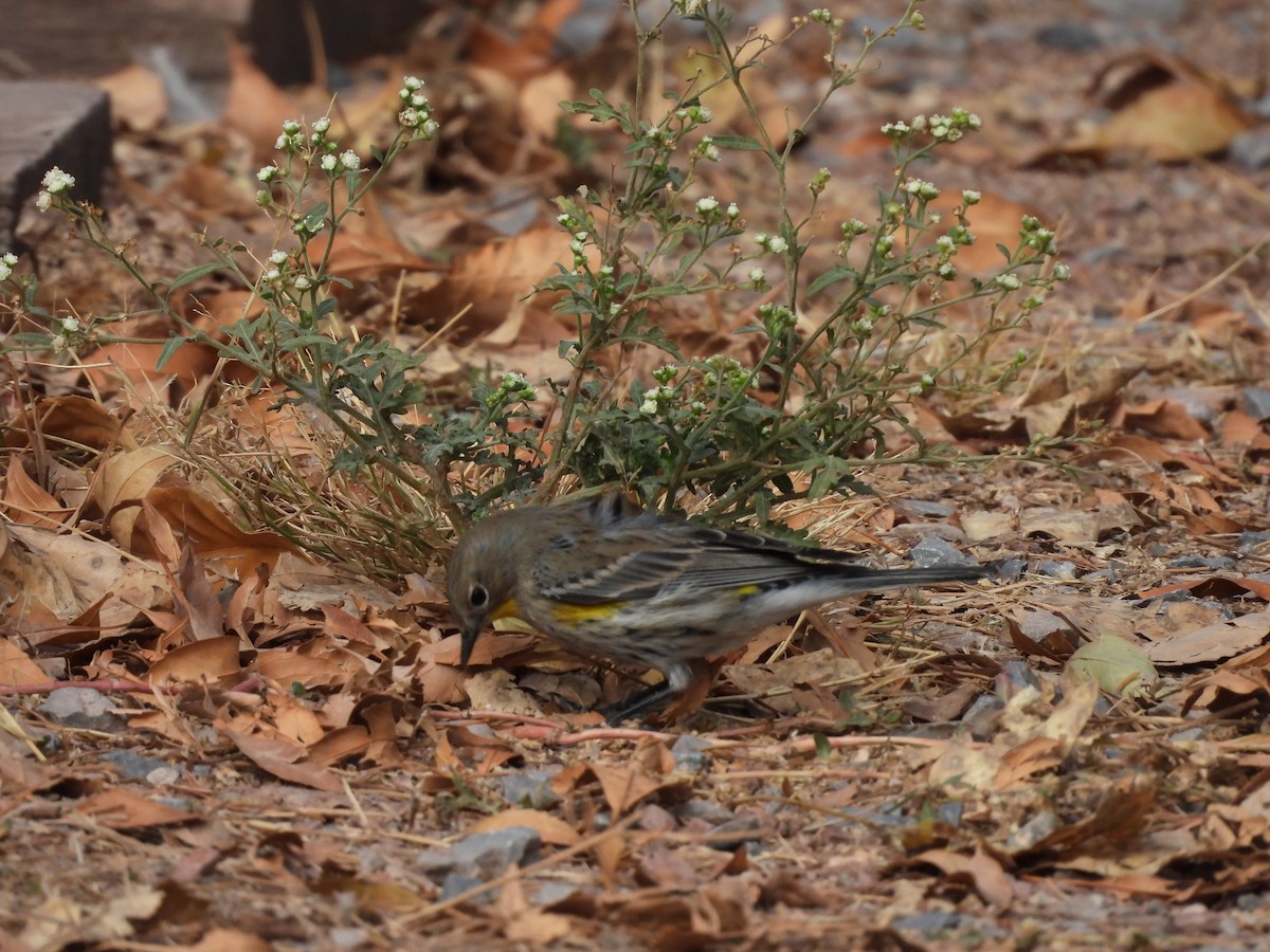 Paruline à croupion jaune - ML646826941