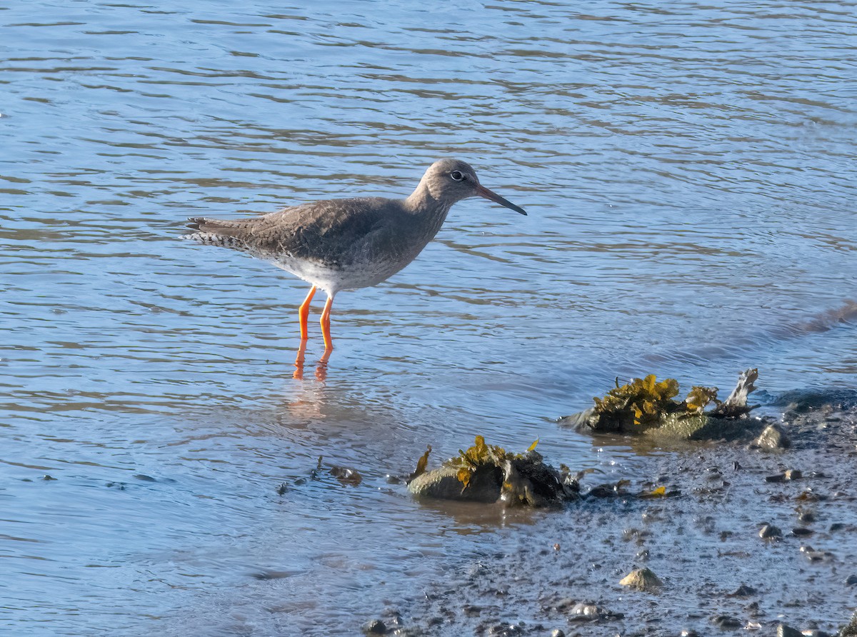 vodouš rudonohý - ML646826942