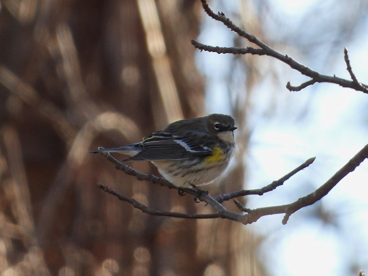 キヅタアメリカムシクイ - ML646826943