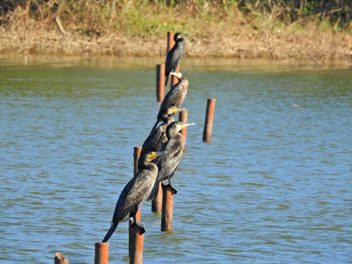 Большой баклан - ML646826944