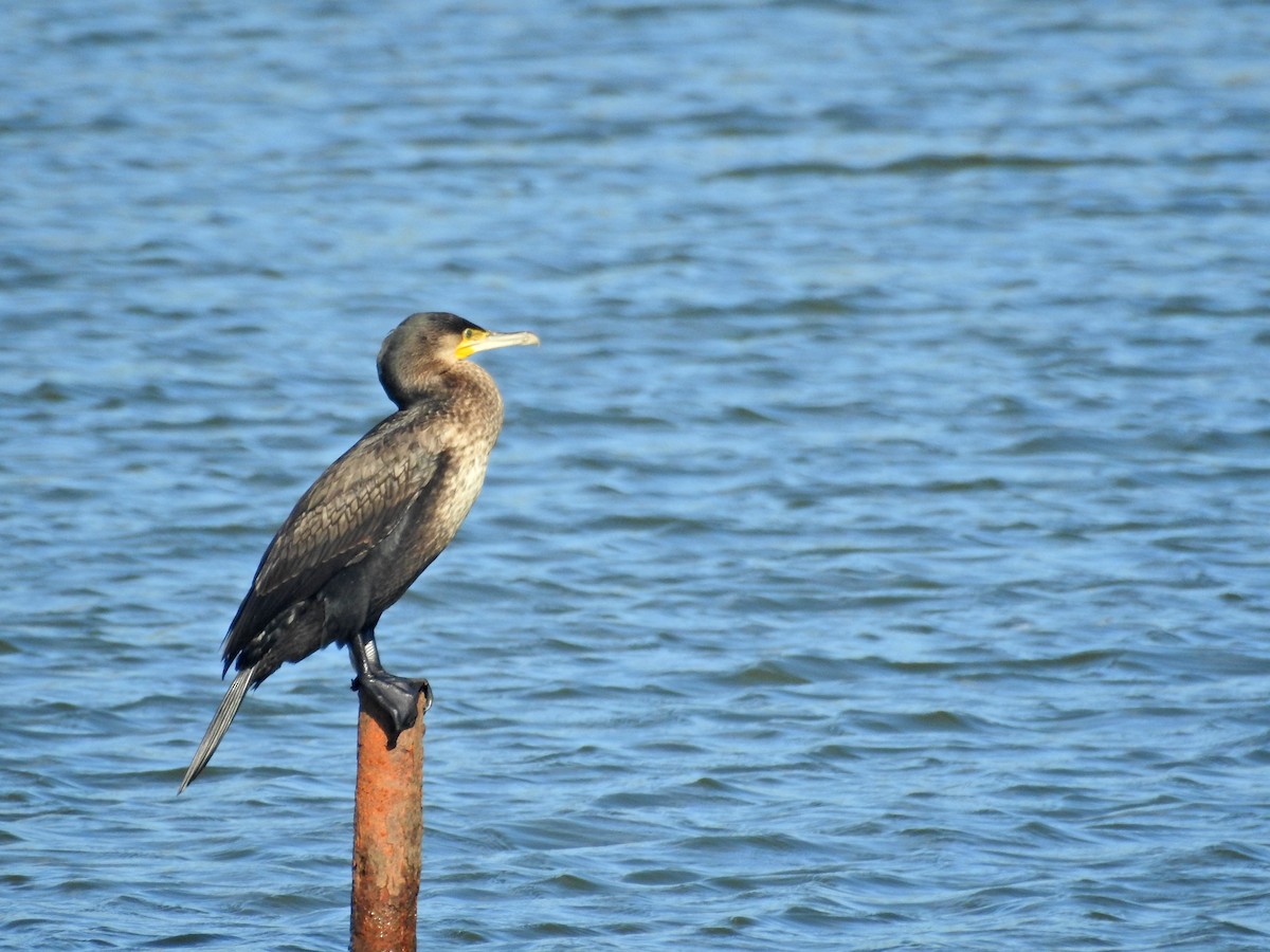 Большой баклан - ML646826945