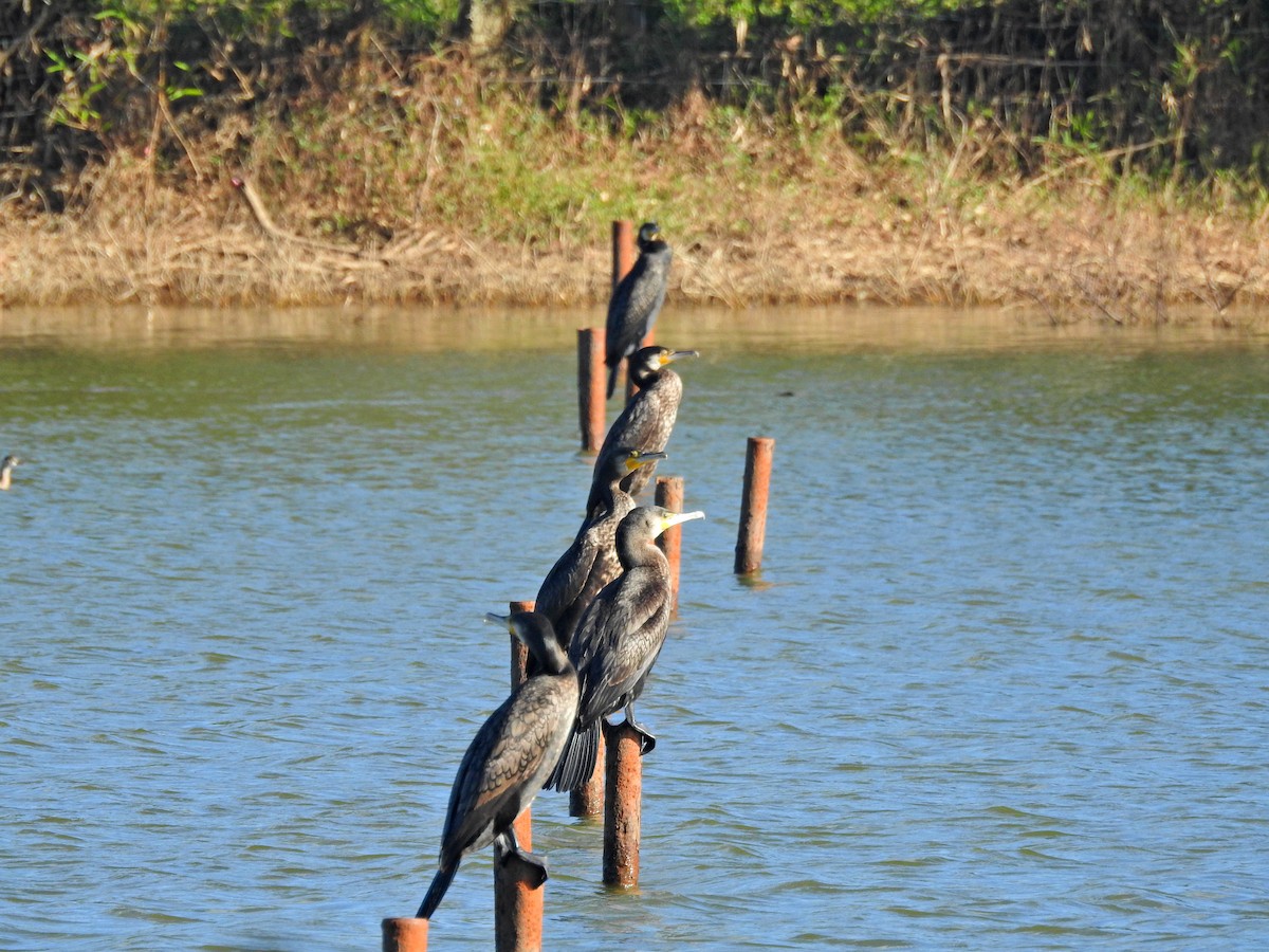 Большой баклан - ML646826946