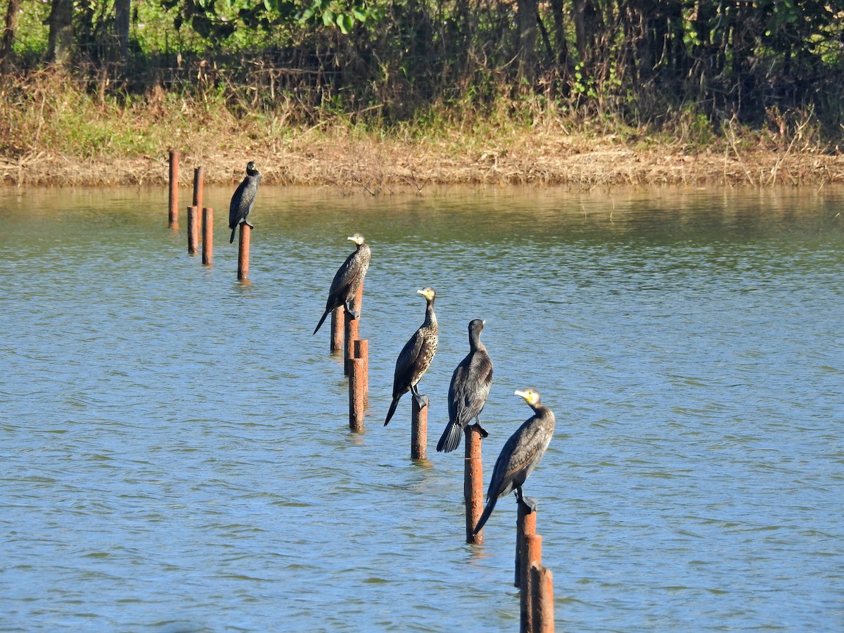 Большой баклан - ML646826947