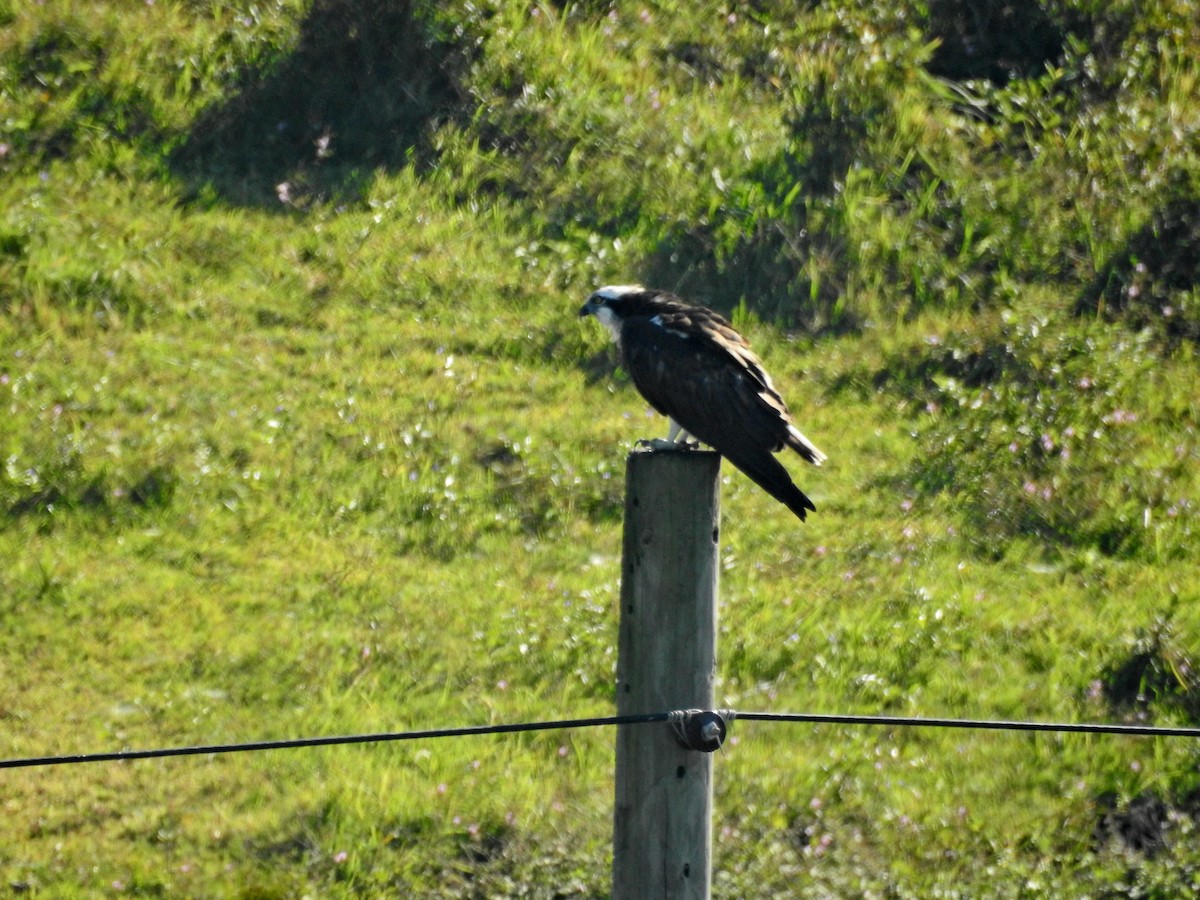 Скопа - ML646826948