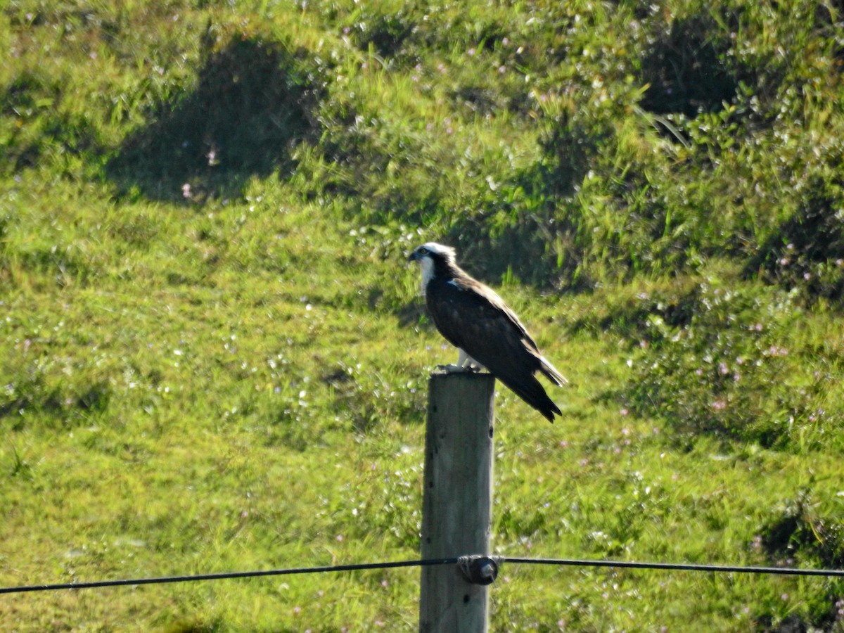 Скопа - ML646826949